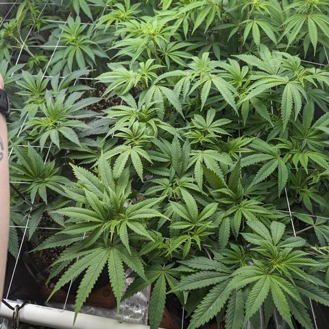 Permanent Marker x Gary Satan growlog timeline photo
