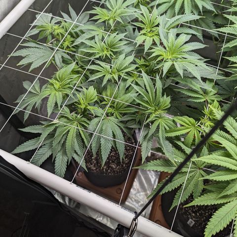 Permanent Marker x Gary Satan growlog timeline photo