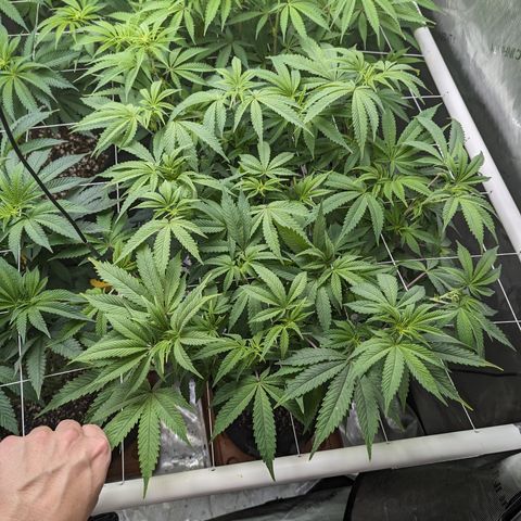 Permanent Marker x Gary Satan growlog timeline photo