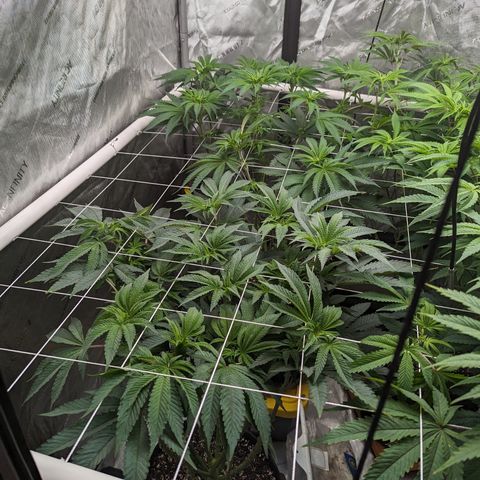 Permanent Marker x Gary Satan growlog timeline photo