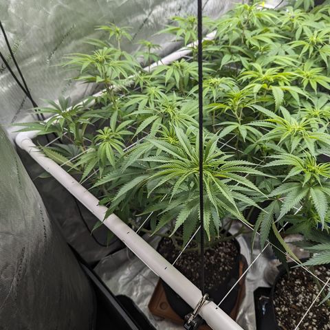 Permanent Marker x Gary Satan growlog timeline photo