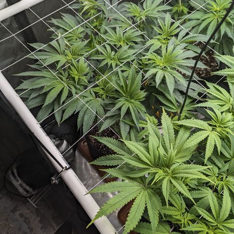Permanent Marker x Gary Satan growlog timeline photo