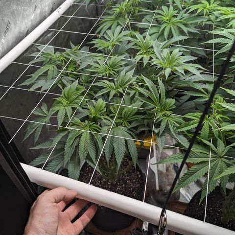 Permanent Marker x Gary Satan growlog timeline photo