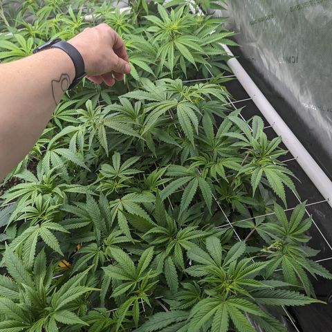 Permanent Marker x Gary Satan growlog timeline photo