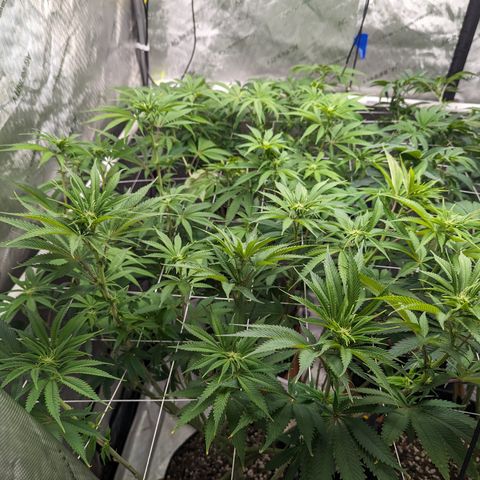 Permanent Marker x Gary Satan growlog timeline photo