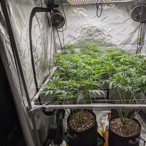 Permanent Marker x Gary Satan growlog timeline photo