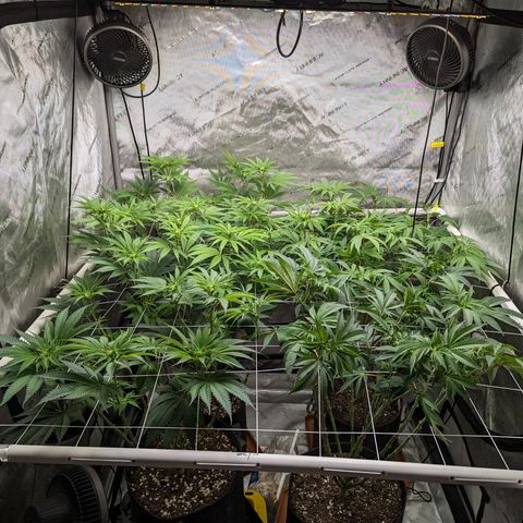 Permanent Marker x Gary Satan growlog timeline photo
