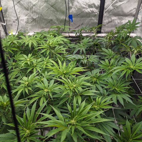 Permanent Marker x Gary Satan growlog timeline photo