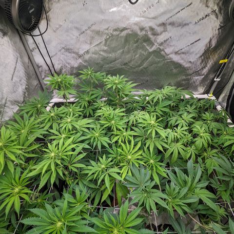 Permanent Marker x Gary Satan growlog timeline photo