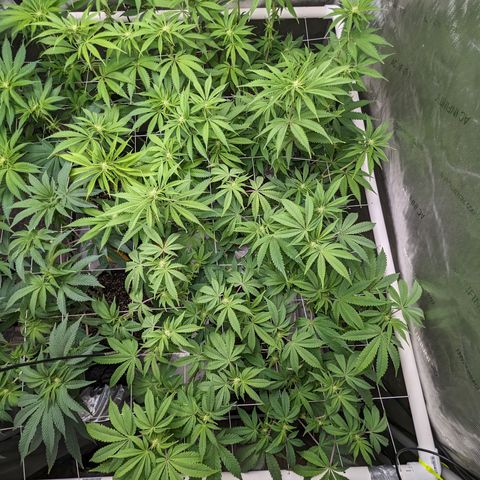 Permanent Marker x Gary Satan growlog timeline photo