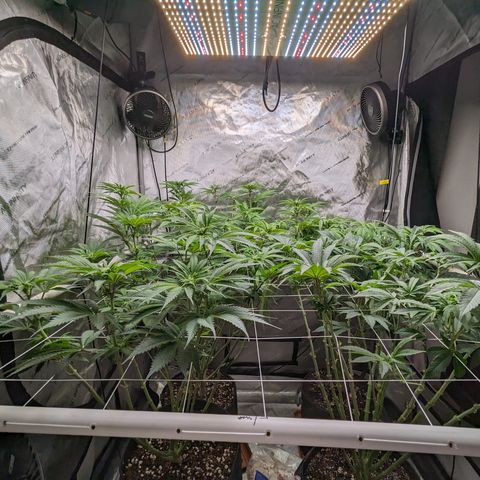 Permanent Marker x Gary Satan growlog timeline photo