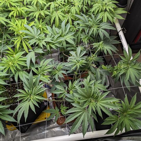 Permanent Marker x Gary Satan growlog timeline photo