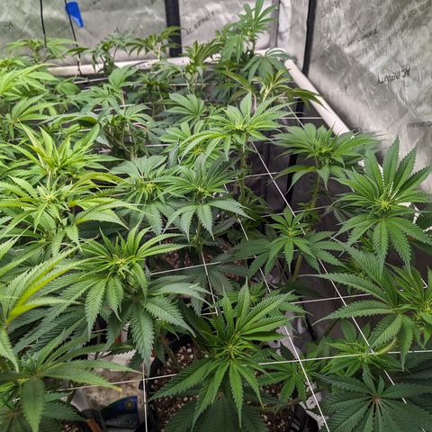 Permanent Marker x Gary Satan growlog timeline photo