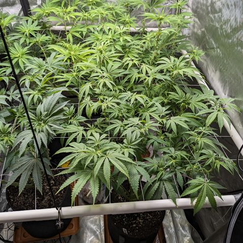 Permanent Marker x Gary Satan growlog timeline photo
