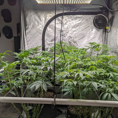 Permanent Marker x Gary Satan growlog timeline photo