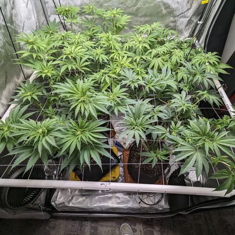 Permanent Marker x Gary Satan growlog timeline photo