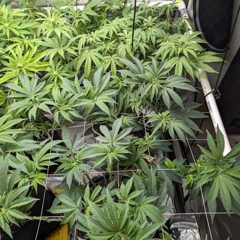 Permanent Marker x Gary Satan growlog timeline photo
