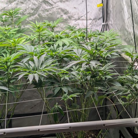 Permanent Marker x Gary Satan growlog timeline photo