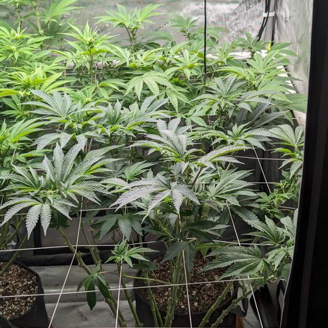 Permanent Marker x Gary Satan growlog timeline photo