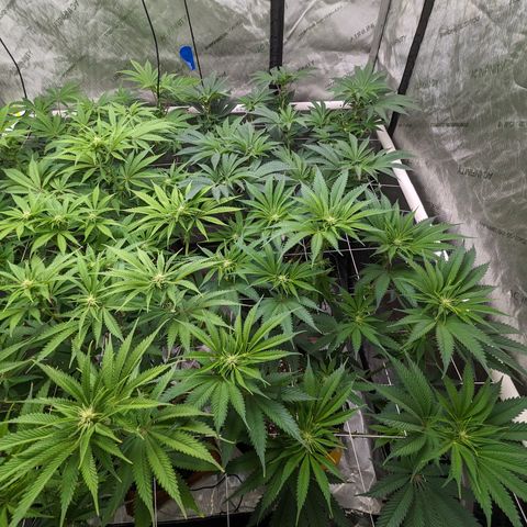 Permanent Marker x Gary Satan growlog timeline photo