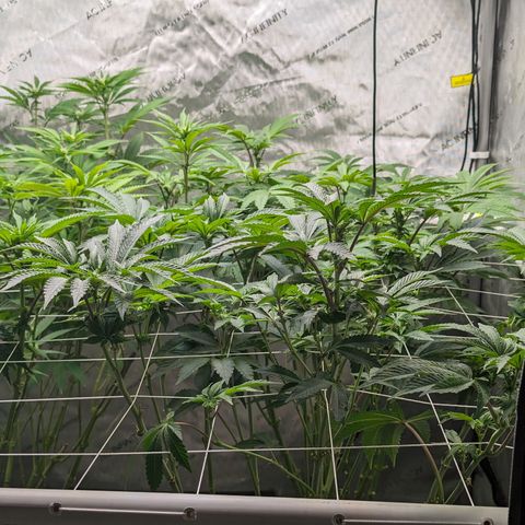 Permanent Marker x Gary Satan growlog timeline photo