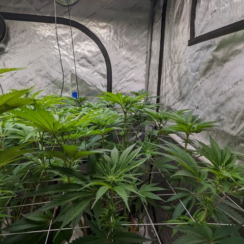 Permanent Marker x Gary Satan growlog timeline photo