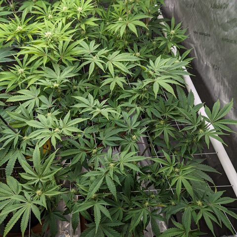 Permanent Marker x Gary Satan growlog timeline photo