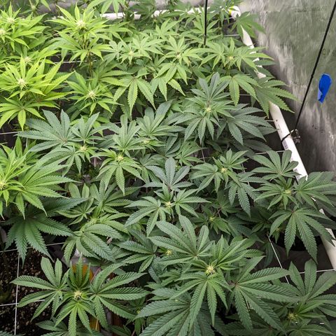 Permanent Marker x Gary Satan growlog timeline photo