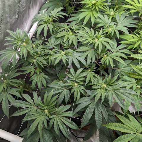 Permanent Marker x Gary Satan growlog timeline photo