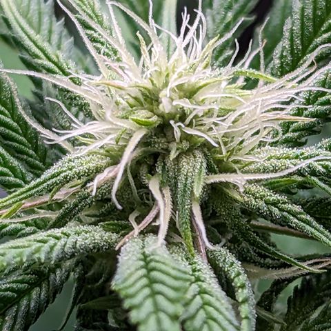 Permanent Marker x Gary Satan growlog timeline photo