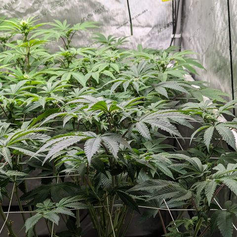 Permanent Marker x Gary Satan growlog timeline photo