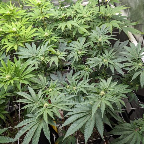 Permanent Marker x Gary Satan growlog timeline photo