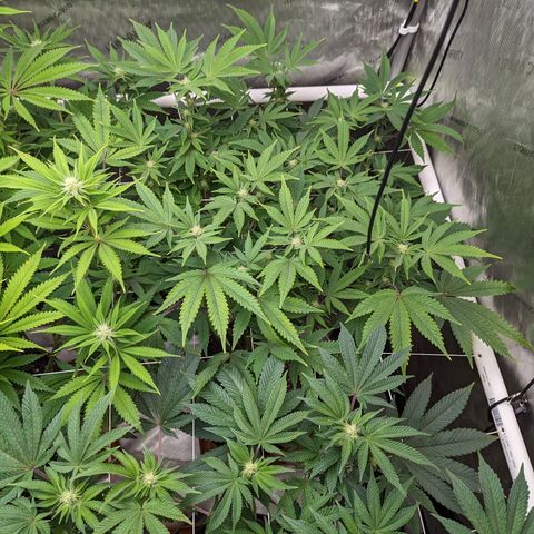 Permanent Marker x Gary Satan growlog timeline photo