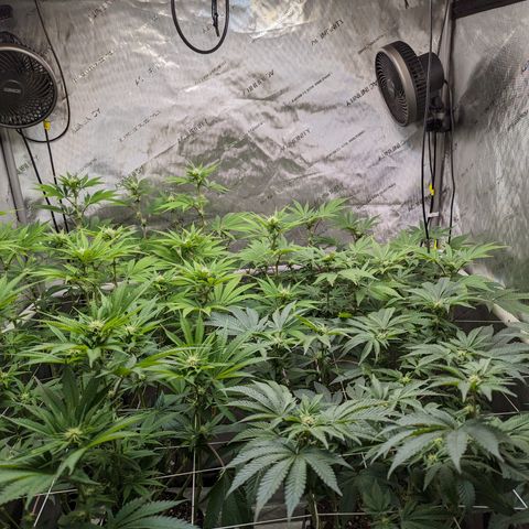 Permanent Marker x Gary Satan growlog timeline photo