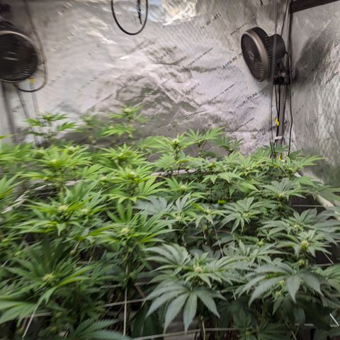 Permanent Marker x Gary Satan growlog timeline photo