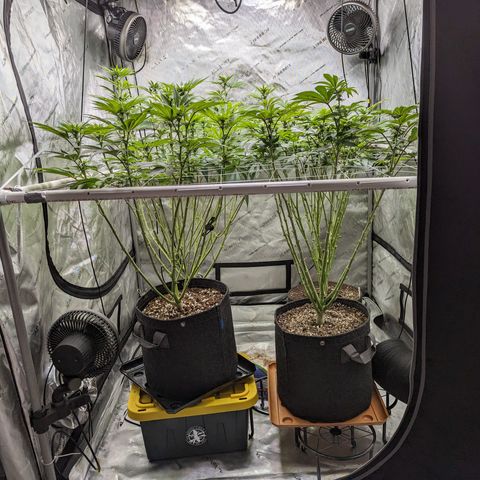 Permanent Marker x Gary Satan growlog timeline photo