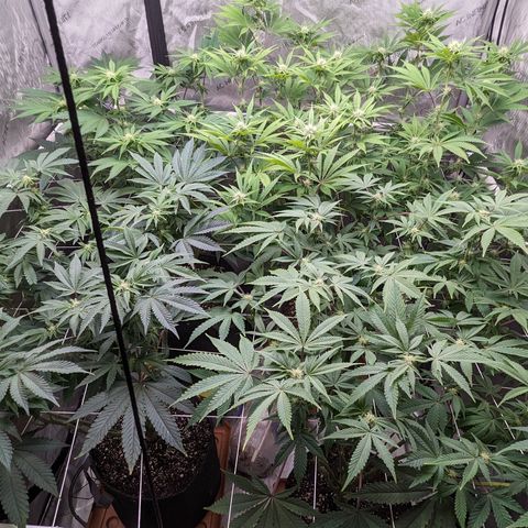 Permanent Marker x Gary Satan growlog timeline photo