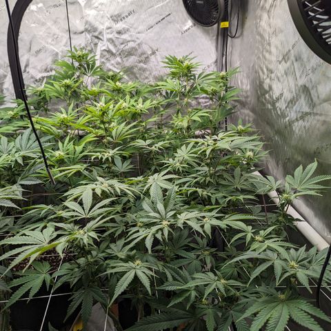 Permanent Marker x Gary Satan growlog timeline photo