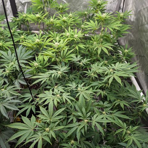 Permanent Marker x Gary Satan growlog timeline photo