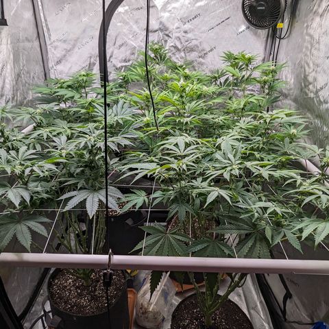 Permanent Marker x Gary Satan growlog timeline photo