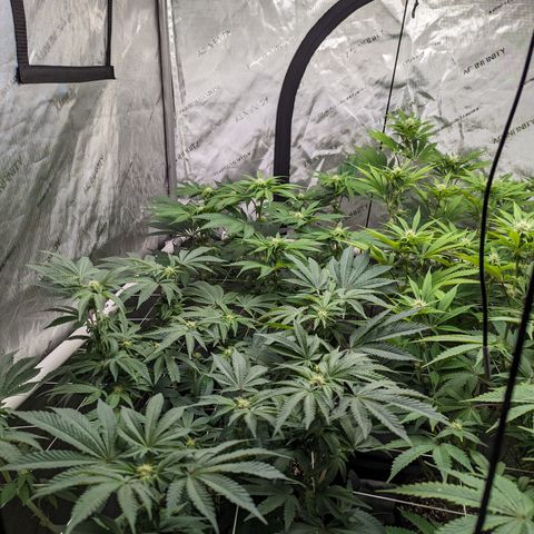 Permanent Marker x Gary Satan growlog timeline photo