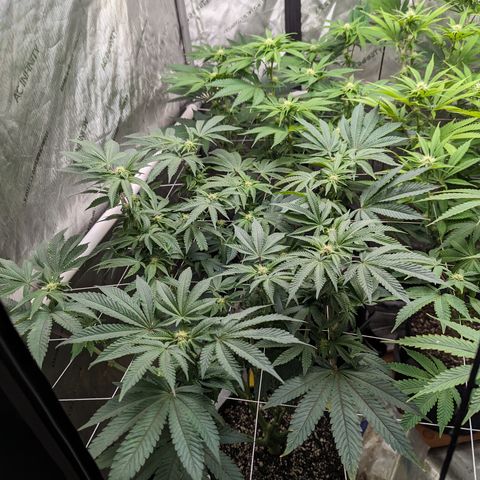 Permanent Marker x Gary Satan growlog timeline photo