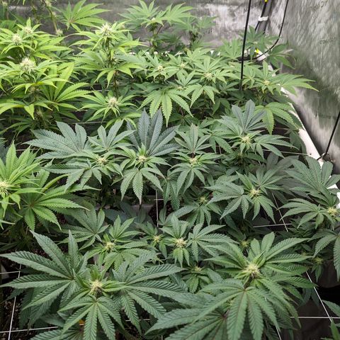 Permanent Marker x Gary Satan growlog timeline photo
