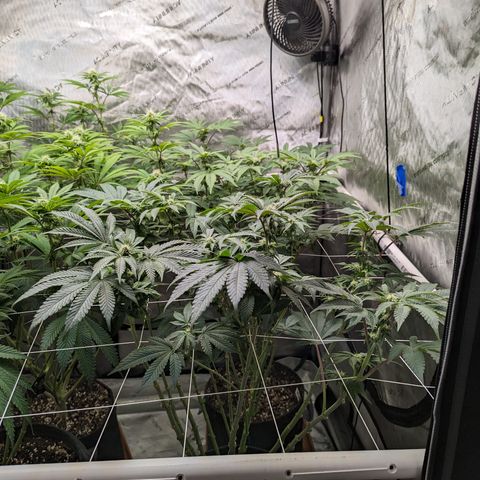 Permanent Marker x Gary Satan growlog timeline photo