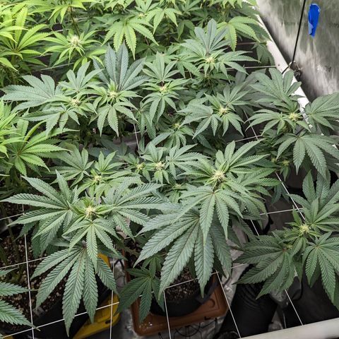 Permanent Marker x Gary Satan growlog timeline photo