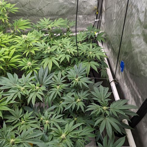 Permanent Marker x Gary Satan growlog timeline photo