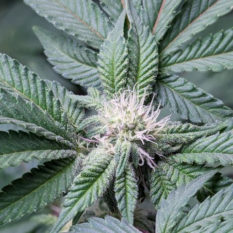 Permanent Marker x Gary Satan growlog timeline photo