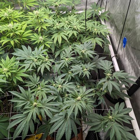 Permanent Marker x Gary Satan growlog timeline photo