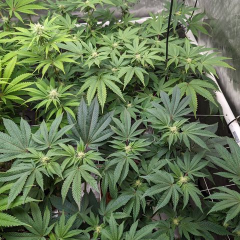 Permanent Marker x Gary Satan growlog timeline photo