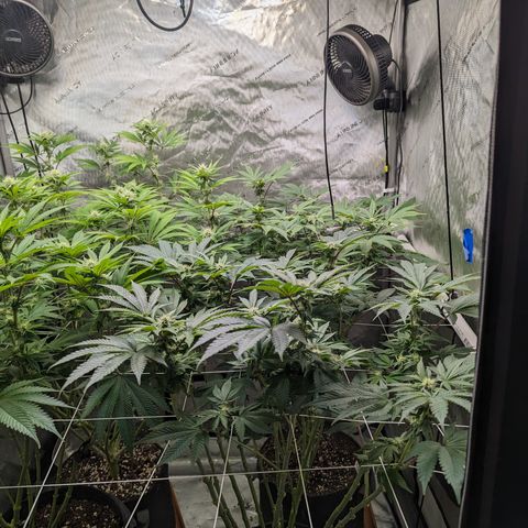 Permanent Marker x Gary Satan growlog timeline photo